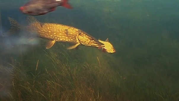 Wildlife phenomenon: pike vs rudd. Read info before commenting Щука и