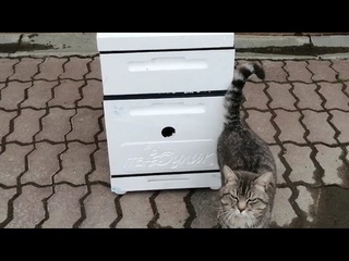 Улей из ппс. Пеноулик