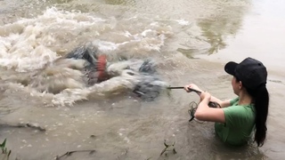 Kinh Sợ Cảnh Gái Xinh Đối Đầu Cá Rồng Hải Tượng Siêu Khủng