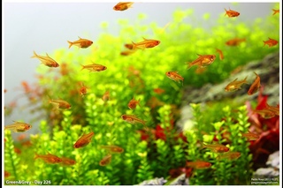 Green&Grey Aquarium - Day 240 - Last Day