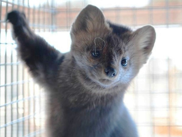 ооо «совхоз пуровский». совхоз верхне пуровский. совхоз верхнепуровский (зверовод). ооо «совхоз верхне-пуровский». верхне пуровский совхоз соболиная ферма.