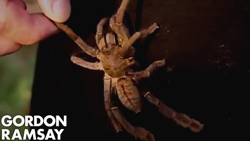 Gordon Ramsay Goes Tarantula Hunting in