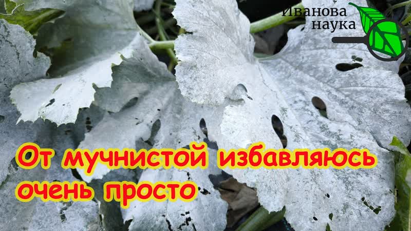 Мучнистая роса на огурцах, розах и крыжовнике: избавляемся