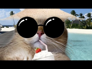 Пушистый влог🐈Тиффани оседлала пылесос😳