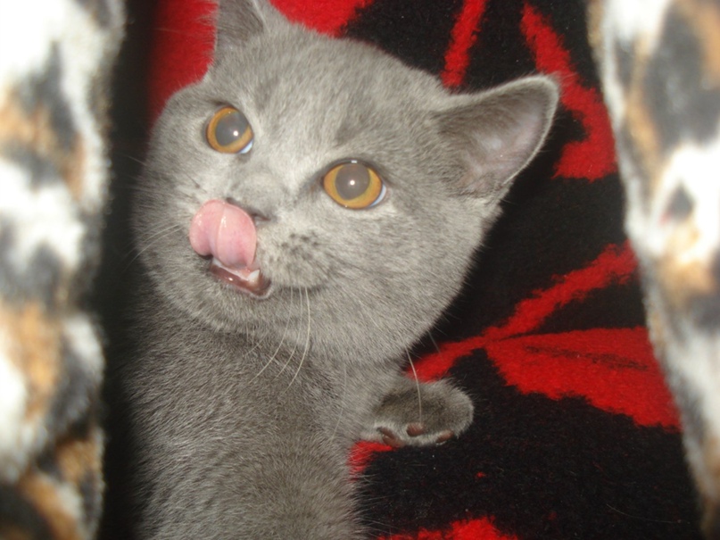 Екатерина Глебова | Житомир