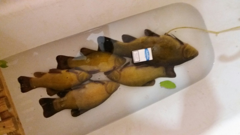 Дима Нечаев | Плиса