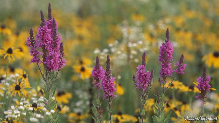 Ирина Николаева | Санкт-Петербург
