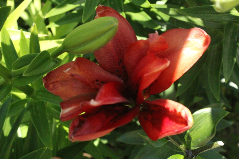 Ольга Игнатова | Калуга