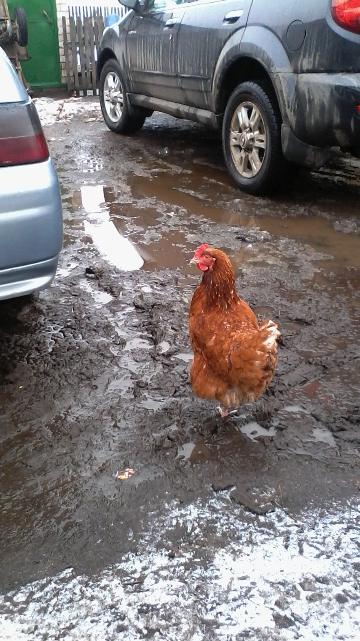 Олег Ямщиков | Елабуга