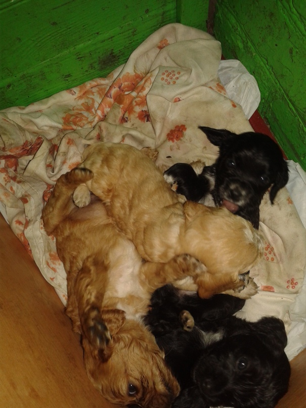 Елена Пахомова | Лебедин