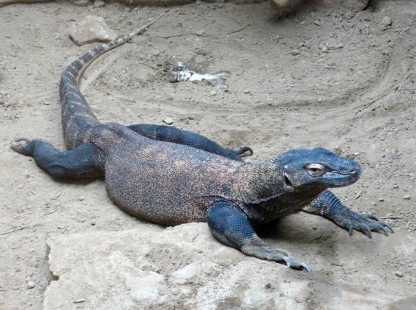 Комодский варан (гигантский индонезийский варан, комодосский варан (лат. Varanus omodoensis) это самая большая ящерица в мире. Хищная рептилия относится к отряду чешуйчатых, надсемейству