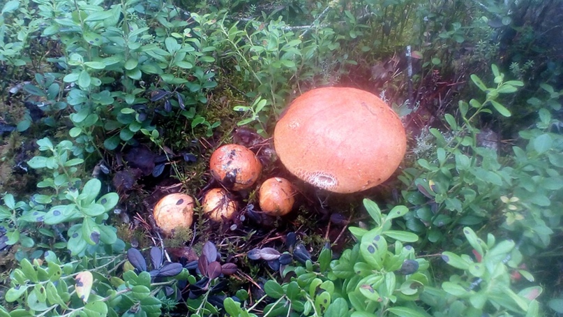 Лидия Попова | Архангельск