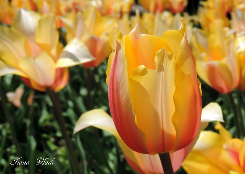 Татьяна Будаева | Севастополь