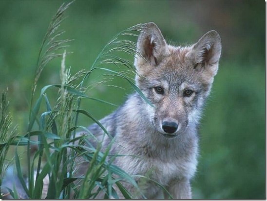 Дмитрий Шафиков |