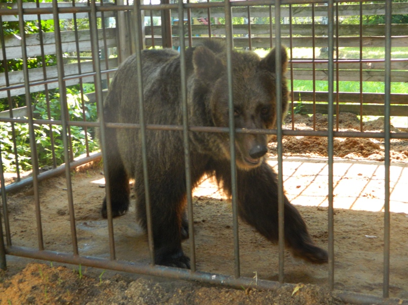 Виктор Носков | Семенов