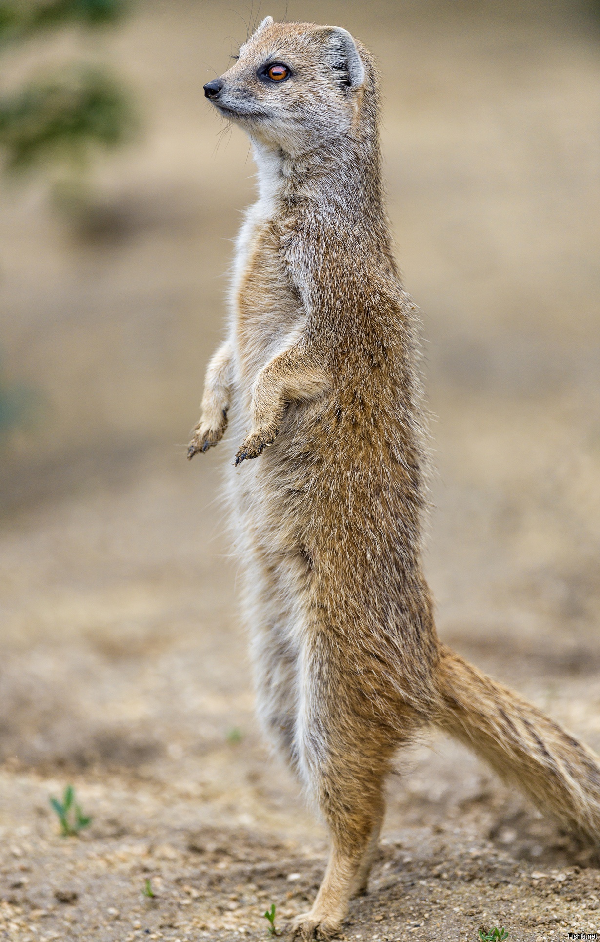 Рубрика «Ребятам о зверятах» (часть 7), изображение №2