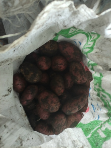 Всех приветствую, отдам прошлогоднюю картошку, около 30 вёдер. Только самовывоз.