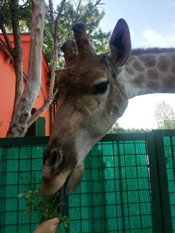 Татьяна Абрамова | Волгоград