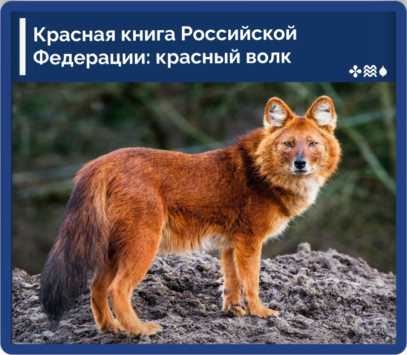 Красный волк краткая информация - найдено 89 картинок