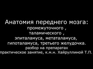 Анатомия переднего мозга -  промежуточного, таламического -