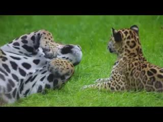 Jaguar