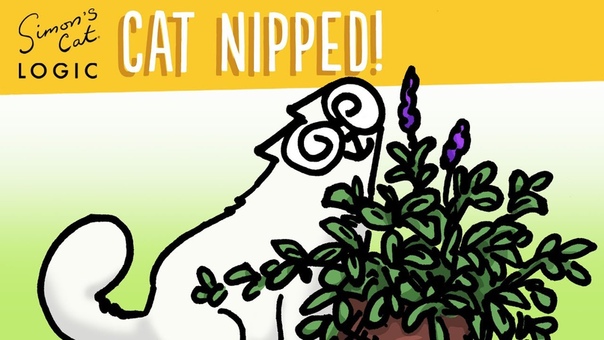 Why do cats go crazy for Catnip Simons Cat, CAT LOGIC,