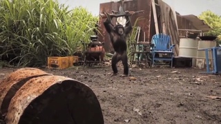 Un singe qui tire sur des soldats avec un fusil d'assaut AK-47 !