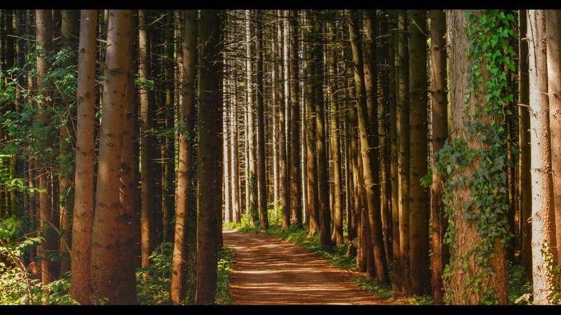 Amazing nature scene and birdsong. Healing energy
