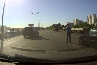 Утка с утятами переходит МКАД в час пик