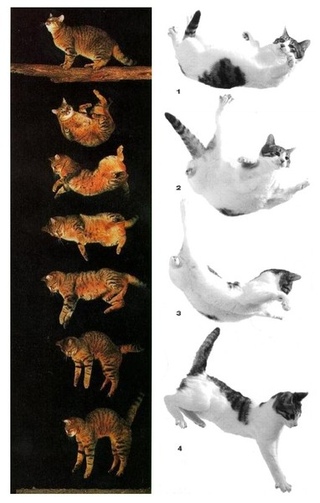 Почему кошка падает на лапы. Почему кошка падает на лапы. Кошка падает с высоты. Почему кошка падает на лапы. Кошки всегда приземляются на лапы.