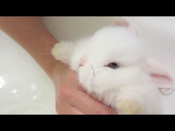 Baby Bunny Takes a
