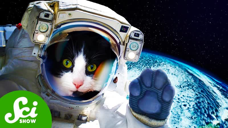 The First ( And Only) Time We Sent a Cat to