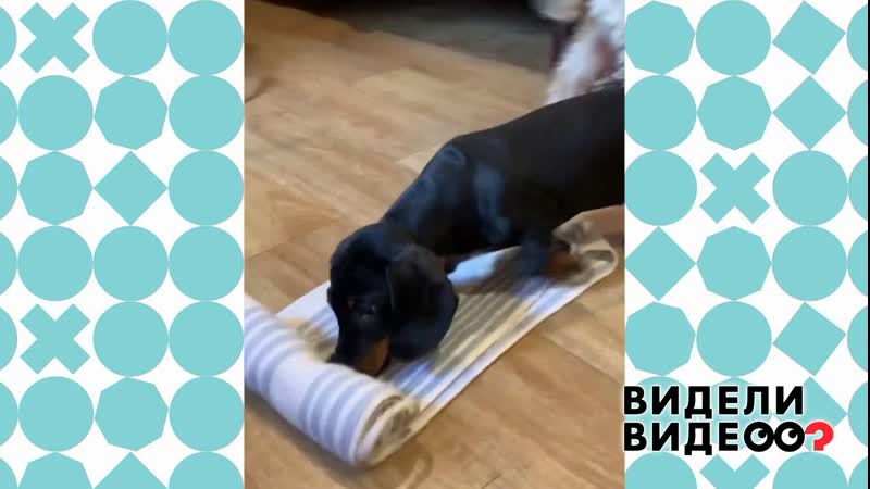 Что умеет такса. Видели видео Фрагмент выпуска