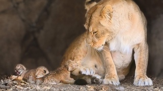 СУТКИ ОТ РОДУ! Львица из Мариуполя РОДИЛА ТРОИХ ЛЬВЯТ! ЧУДО МАЛЫШИ! Тайган