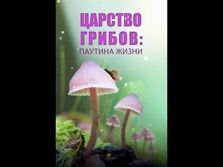 Царство грибов: паутина жизни (Gisela Kaufmann, Joseph Nizeti) 4k, 60 fps