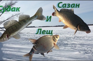 Судак, Лещ, Сазан!