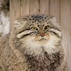 Андрей Синякин - видео и фото
