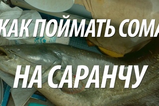 КАК ЛОВИТЬ СОМА НА САРАНЧУ ЛЕТОМ. РЫБАЛКА В АВГУСТЕ НА СОМА В АСТРАХАНИ НА ВОЛГЕ С КВОКОМ
