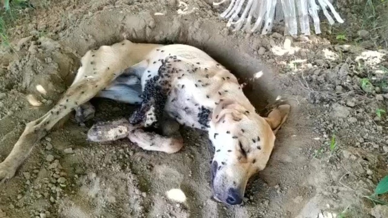 He Whimpering In Pain As Larvae And Flies Destroyed His Wound Which Is Covered