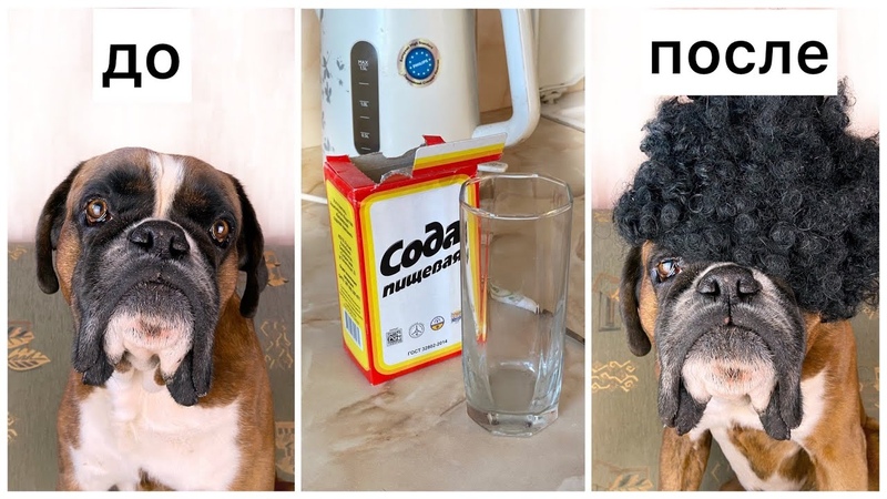 Чем опасна сода. Можно ли соду собакам. Можно ли соду собакам. Пищевая сода для увеличения. Davis шампунь для собак.