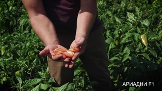 Перец оранж вандер f1. Перец ариадне. Перец сиври бибер. Капитошаперец сладкий. Перец сладкий бэйби ред f1.