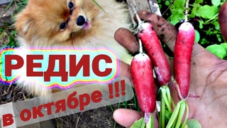 Буся инспектирует осеннюю теплицу