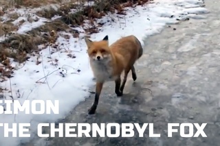 Прогулка по Припяти с лисом