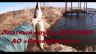 Платник в Волково (рыбхоз Турна-Басу АО Башкиррыбхоз)