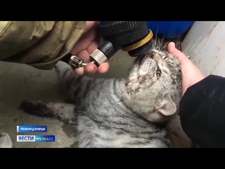 Кадры воскрешения кота новокузнецкими пожарными попали на видео