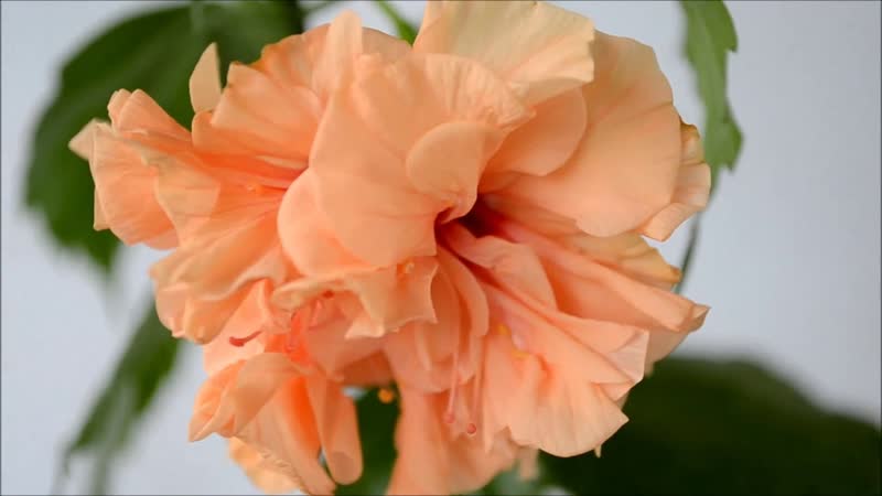 Гибискус махровый персиковый. Double Peach